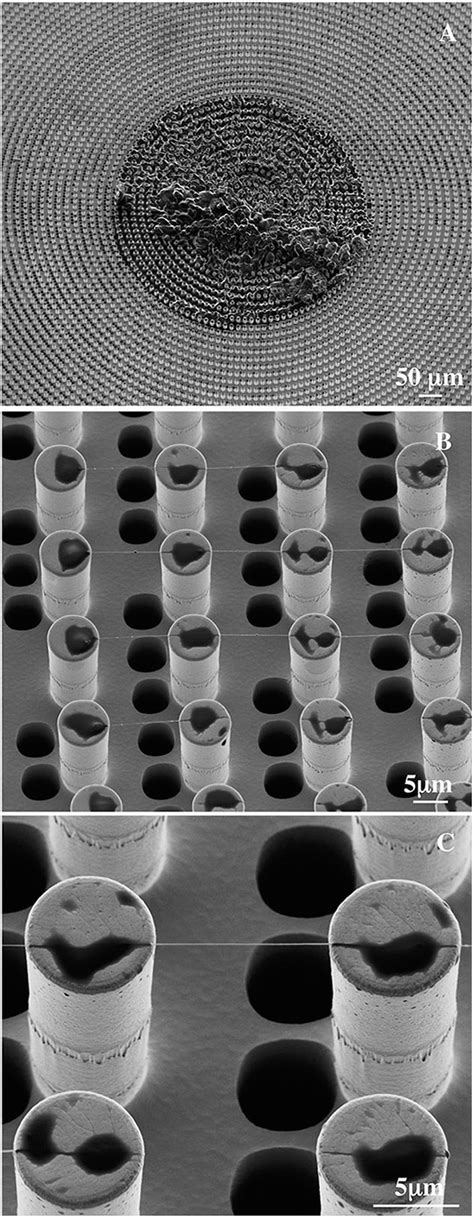 electron micrograph of dna.